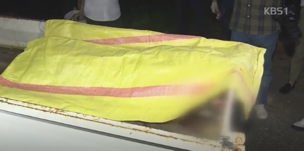 퓨마 결국 사살, 어찌보면 생애 첫 외출...비극적인 결말