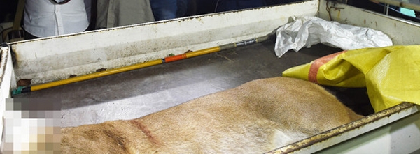 소각 처리한다는 방침으로 돌아선 '호롱이' 사체...싸늘한 시각 받아들여졌나