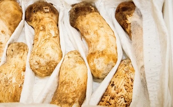 송이버섯 2톤의 힘...대중들의 이목 사로 잡는 먹거리될까