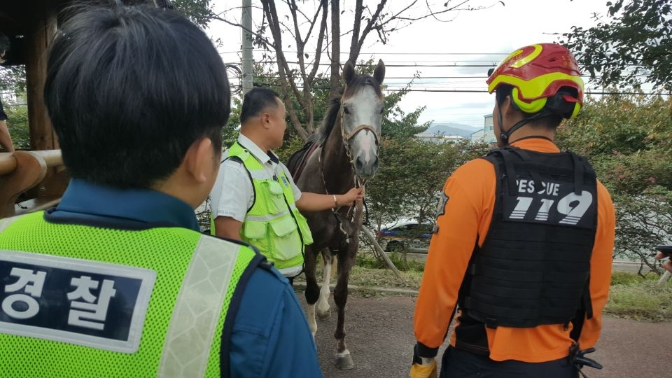 마사에서 탈출한 말이 돌아다니다 주민에 붙잡혀
