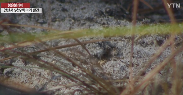 안산 붉은 불개미, 육천여 마리 근접....소리소문 없는 작은불청객의 엄습