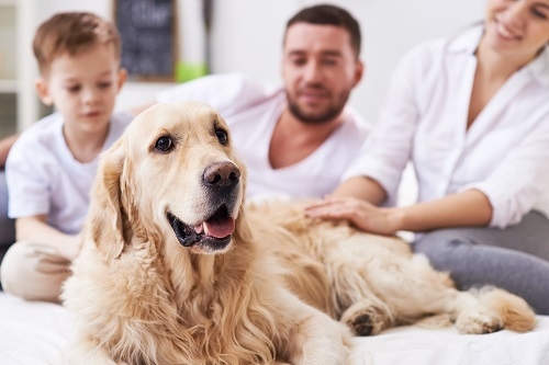 한국장학진흥원, 반려동물관리사∙애견미용사 자격증 무상교육 이벤트