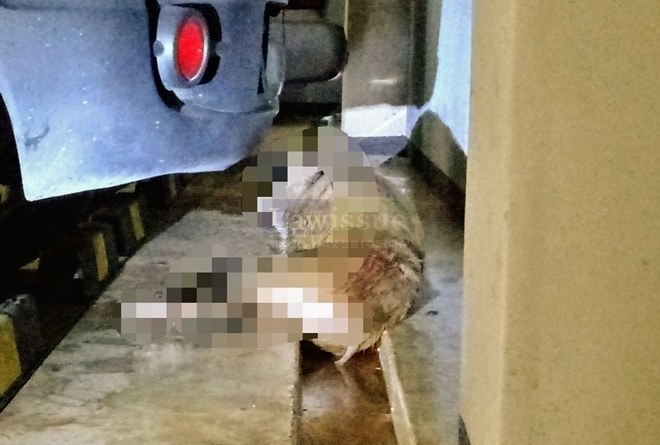 아파트 지하주차장에 출몰한 멧돼지.(사진제공=부산지방경찰청)