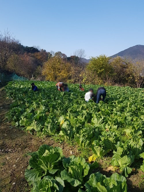 사회봉사대상자들이 배추묶기 일손돕기를 하고 있다.(사진제공=부산동부준법지원센터)