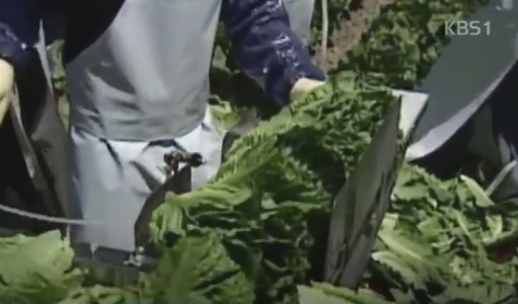 현지 '먹거리비상'...로메인 상추, 둘러싸고 북미대륙 들썩