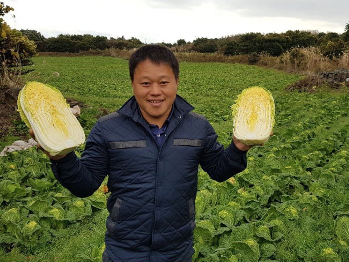 사진=서귀포시 성산읍에서 오렌지 배추를 재배하는 유희종씨(60세)