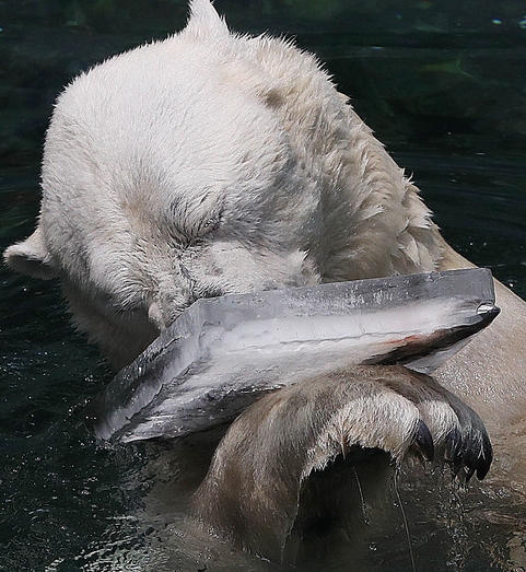 곰은 사과를 어떻게 먹을까에 대한 궁금이 촉발된 퀴즈 내용이다 / NEWSIS