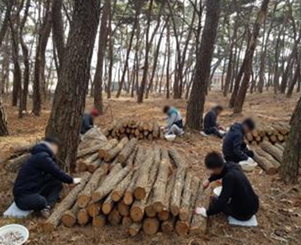 사회봉사대상자들이 버섯농장 종균작업을 하고 있다.(사진제공=경주준법지원센터)