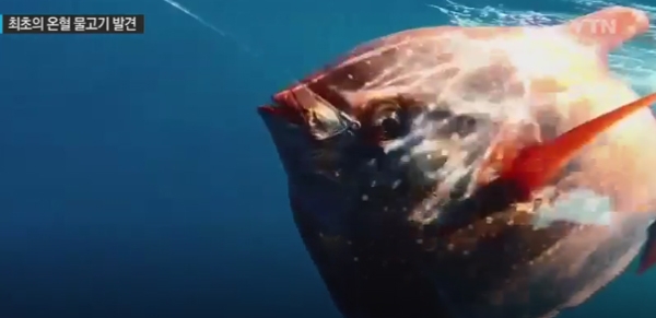 개복치에 대한 비상한 관심이 시작된 하루다 / 출처 와이티엔 화면 속 한 장면