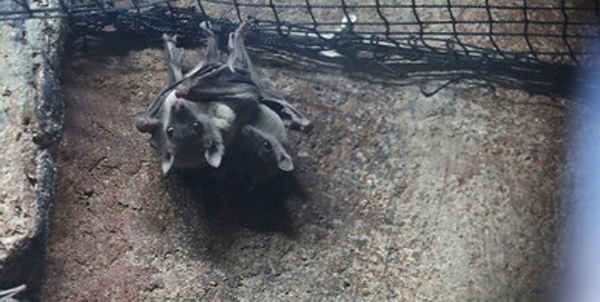 ‘황금볏과일박쥐’소식이 알려지면서 온라인이 뜨거운 하루다 / 출처 NEWSIS 사진은무관