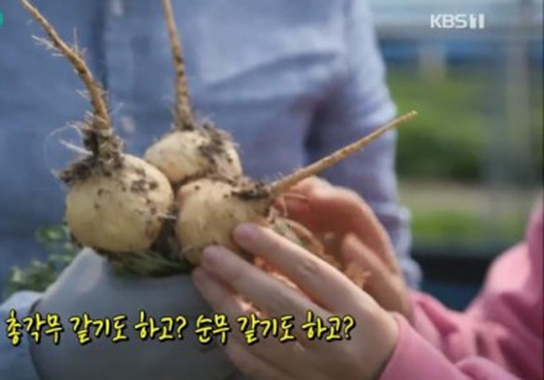 ‘마카’가 대중들의 이목을 사로 잡는 하루다 / 출처 케이비에스 화면