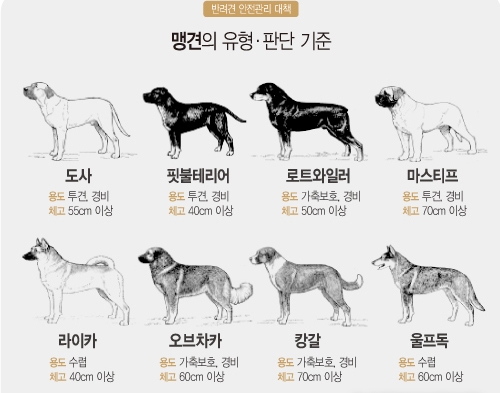 ‘올드잉글리쉬쉽독’ 물림사고가 발생해 관심이 크다 / 출처 NEWSIS