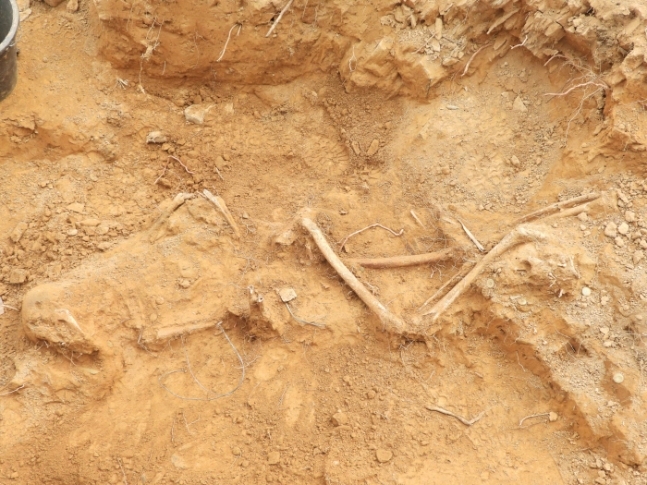 지난 24일 강원 철원 비무장지대 내 화살머리고지 일대에서 발굴된 유해 14점. 국방부 제공