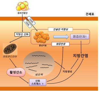 (그림=지방간에서 나타나는 염증 반응, 산화 스트레스, 인슐린 저항성의 역할)