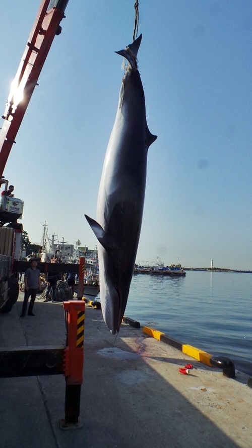 밍크고래를 인양하고 있다.(사진제공=울산해양경찰서)