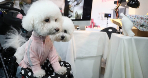 ‘반려동물 등록’ 자진신고 기간이 두달간 진행된다 / 출처 NEWSIS