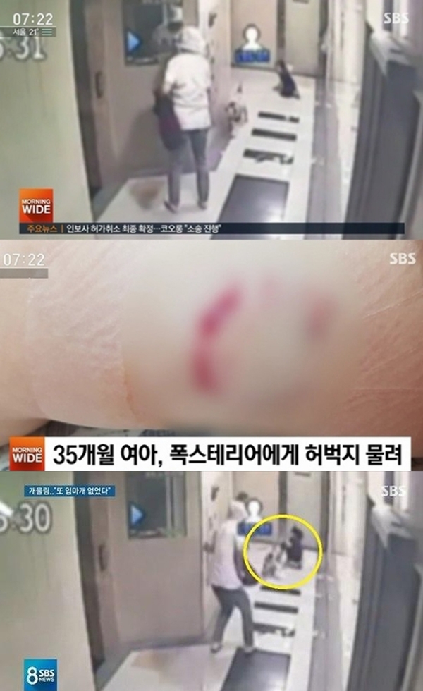 ‘폭스테리어’ 견종이 사람을 공격하는 일이 발생해 잡음이 일고 있는 하루다 / 출처 에스비에스화면
