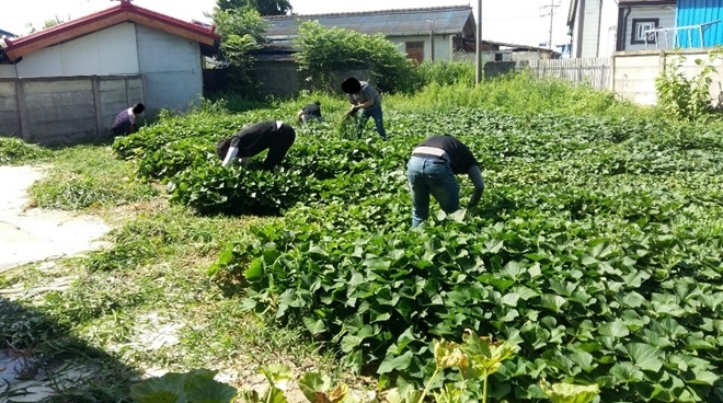 사회봉사대상자들이 장애인 가구 주거지 텃밭 등을 정리하고 있다.(사진제공=논산준법지원센터)