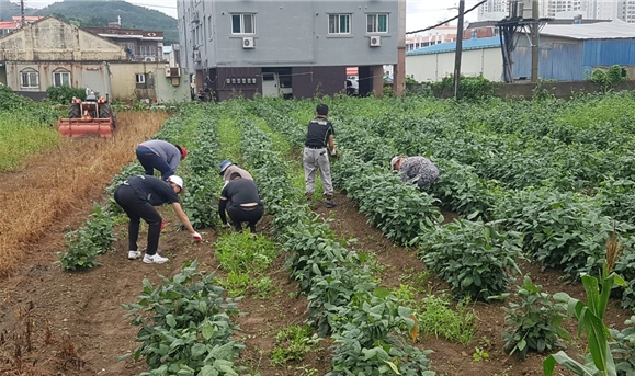 사회봉사대상자들이 콩작물 주변 제초작업을 하고 있다.(사진제공=통영준법지원센터)