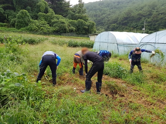 사회봉사대상자들이 잡초제거 등 영농체험장 정비를 하고 있다.(사진제공=진주준법지원센터)