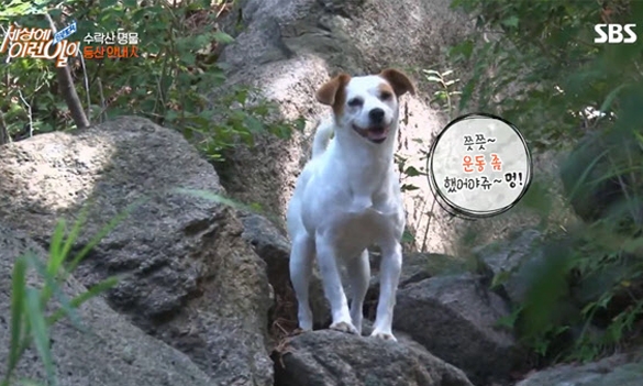 출처 에스비에스화면