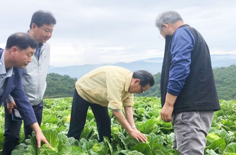 고랭지배추 현장을 살펴보고 있는 이병호 aT 사장. 사진=aT