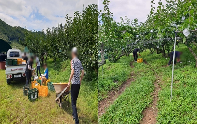 사회봉사대상자들이 낙과 피해농가 일손을 돕고 있다.(사진제공=서울준법지원센터)