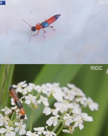 ‘화상벌레’에 대한 피해가 급증하고 있다 / 출처 엠비씨보도화면