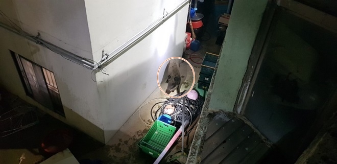 주택에 나타난 멧돼지.(사진제공=부산경찰청)