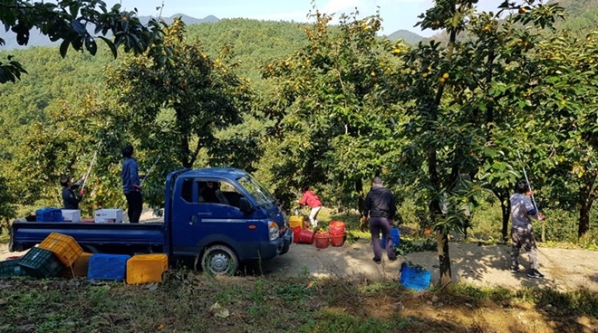 사회봉사 대상자들이 감 수확 일손을 돕고 있다.(사진제공=대구준법지원센터)