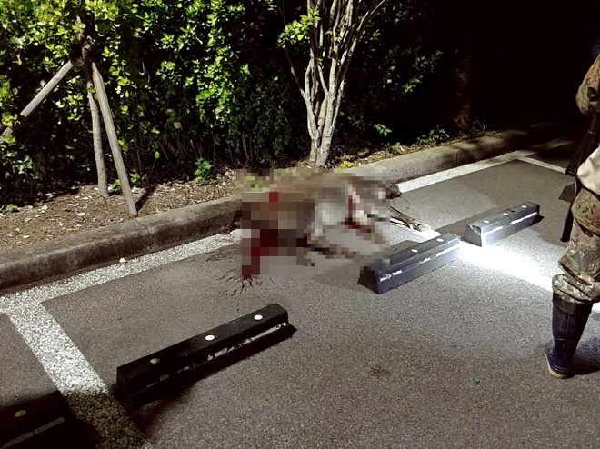 사살된 멧돼지.(사진제공=부산경찰청)