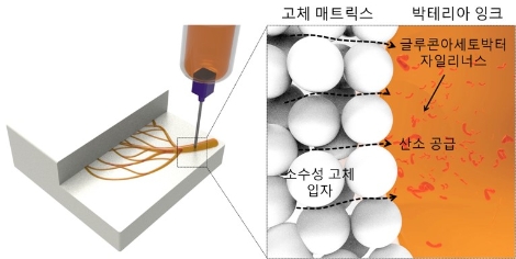 한국연구재단은 서울대 현진호 교수 연구팀이 박테리아 셀룰로오스를 3차원 방식으로 인쇄하는 기술을 개발했다고 밝혔다. 사진=한국연구재단