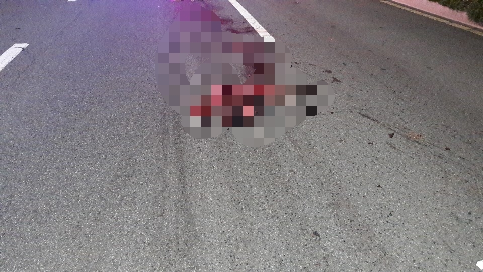 도로에서 차량에 치어 즉사한 멧돼지.(사진제공=부산경찰청)