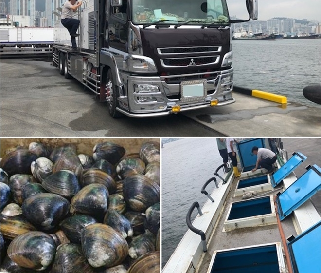 밀수입 활어차 수조, 북방대합.(사진제공=부산본부세관)