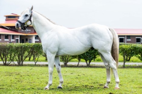 한국마사회 제주 목장에서 관리하는 씨수말 ‘한센’이 2019년 씨수말 순위 2위에 이름을 올렸다. 사진=마사회