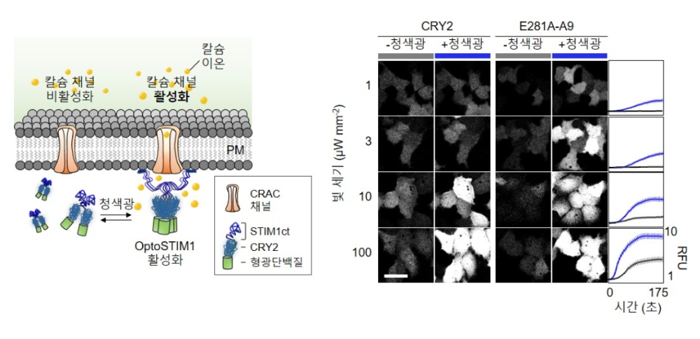 옵토스팀원(OptoSTIM1)과 몬스팀원(monSTIM1) 기술과 세포 내 칼슘 농도의 관계. 사진=IBS