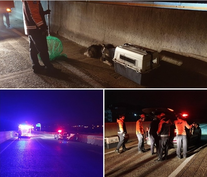 도로상에 있는 대형견 포획.(사진제공=부산경찰청)