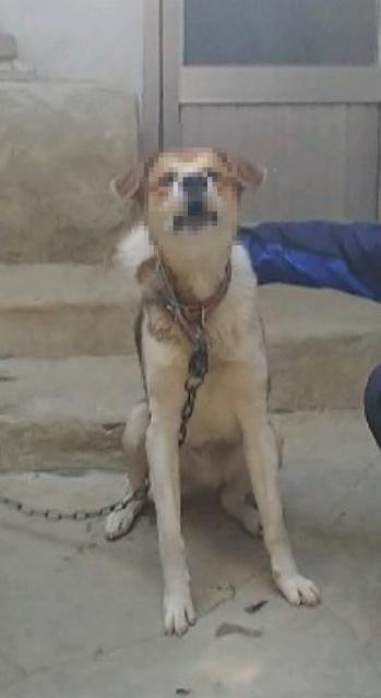 사찰내에서 철하고 있던 여신도를 물은 개.(사진제공=부산경찰청)