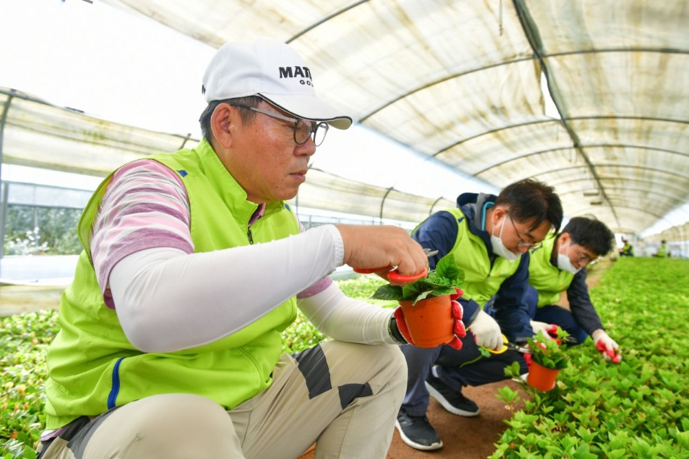 NH농협은행, 전사적인 농촌일손돕기 릴레이