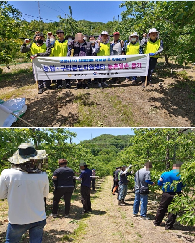농협과 사회봉사대상자들이 함께한 농촌일손 돕기. (사진제공=구미준법지원센터)