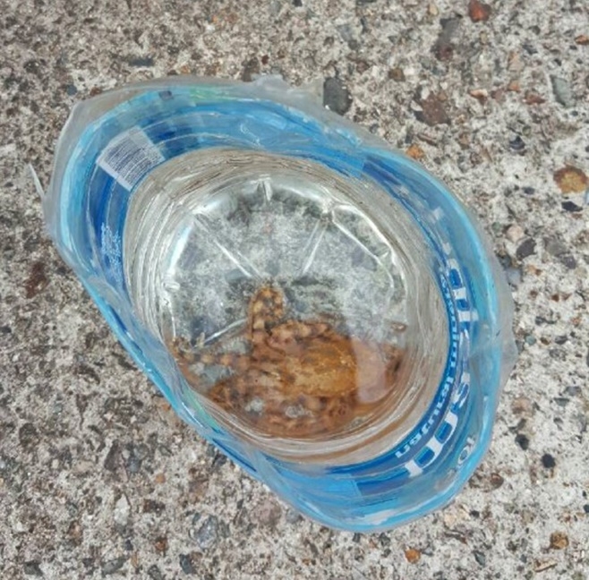 통발에 잡힌 맹독성 파란고리문어.(사진제공=울산해경)
