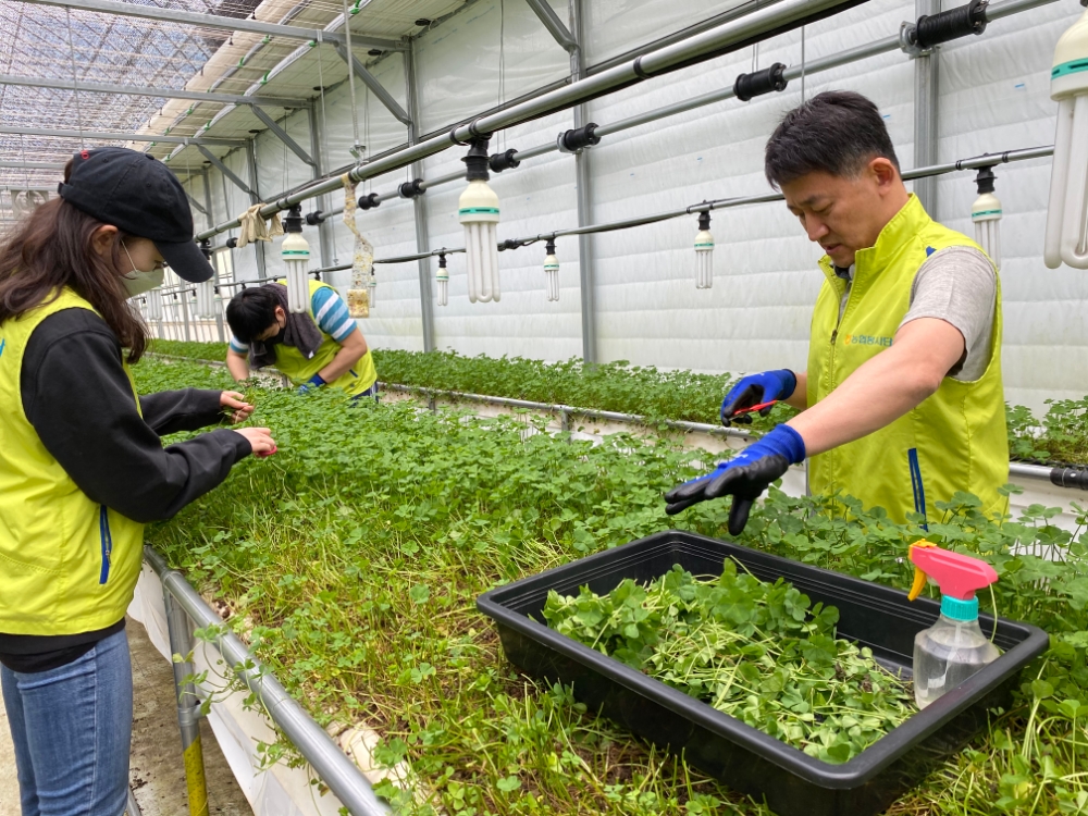 NH농협은행, 자금세탁방지센터 임직원 화훼농가 찾아 일손돕기