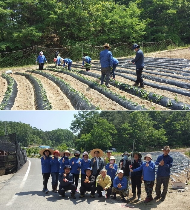 29일 민·관합동 소외계층 사랑나눔 고구마심기 봉사활동을 펼치고 기념촬영.(사진제공=안동준법지원센터)