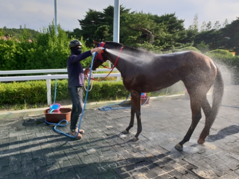 한국마사회, 말들의 여름나기 위한 체계 완비