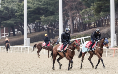 한국마사회, 오는 19일부터 무관중 경마 재개