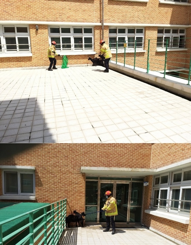 19일 강동초등학교 테라스에 염소 3마리가 들어와 소방이 포획하고 있다.(사진제공=울산소방본부)