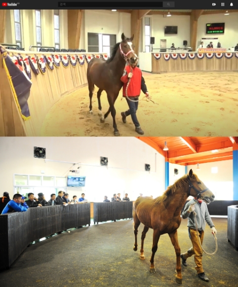 한국마사회, 6월 내륙말 경매 온·오프라인 병행 시행