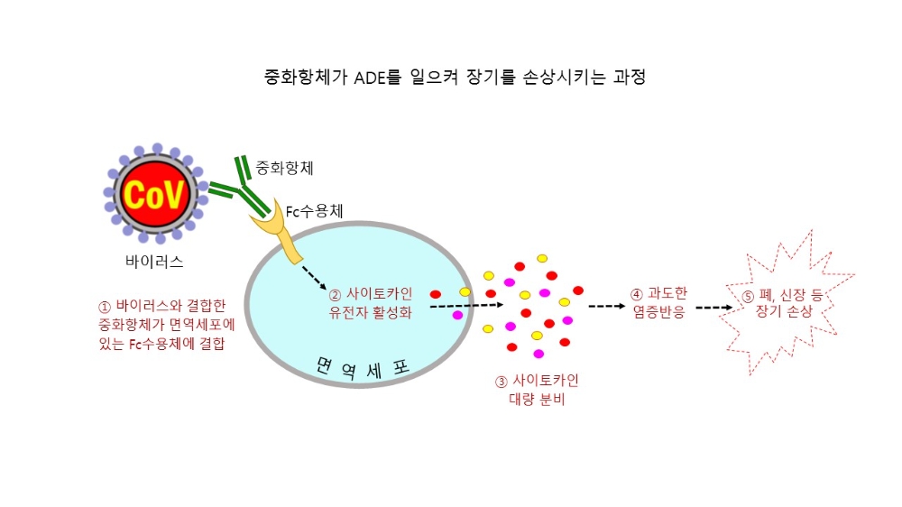 에이프로젠 개발 코로나19 융합항체, ADE 부작용 위험 크게 줄여