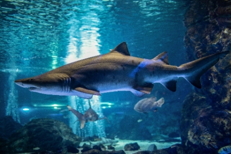 코엑스아쿠아리움, 무더위 날리는 '샥쓰리'(Shark3) 프로모션 실시