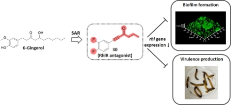 진저롤 유도체인 화합물 30에 의한 녹농균의 생물막 형성 억제 메커니즘. 사진=한국연구재단